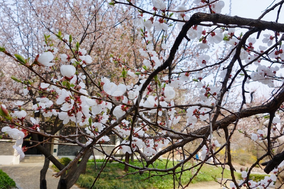 벚꽃,벚꽃가지,꽃놀이,봄,꽃,꽃잎,감성,설레임,청순,벚꽃나무,식물,plant,blossom,flower,cherryblossom,spring
