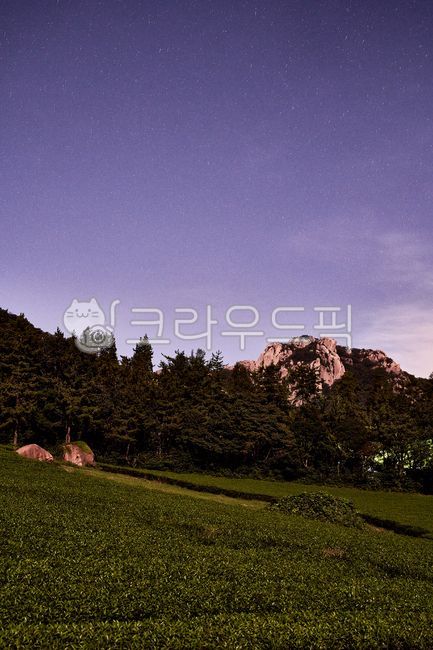 녹차밭,밤하늘,월출산,밤녹차밭,강진녹차밭,강진,nature,자연