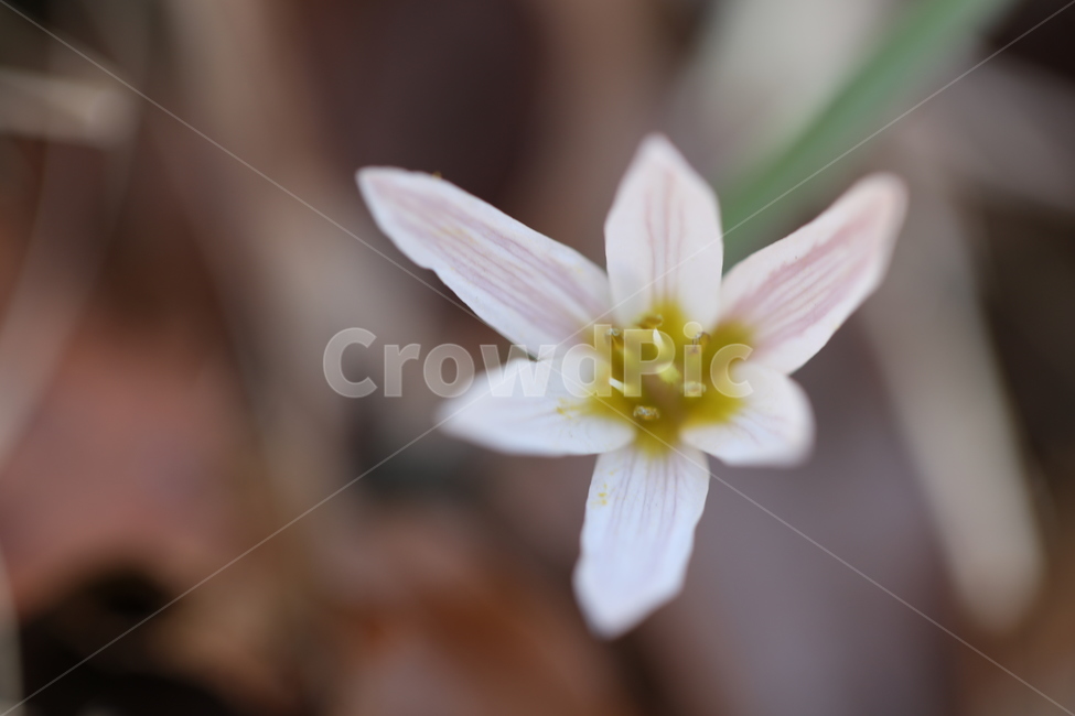 꽃,들꽃,풀,잎,자연,풍경,숲,산,들판,땅,배경,koera,trandituonal,식물,자연,plants,nature,꽃,flower