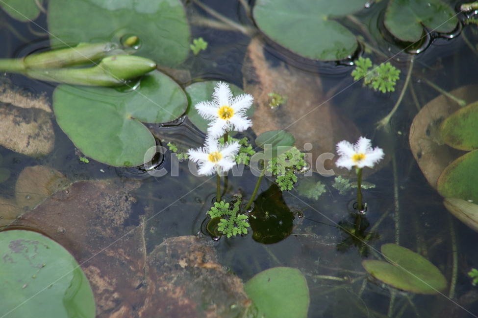 연,어리연,꽃,온실,floatingheart