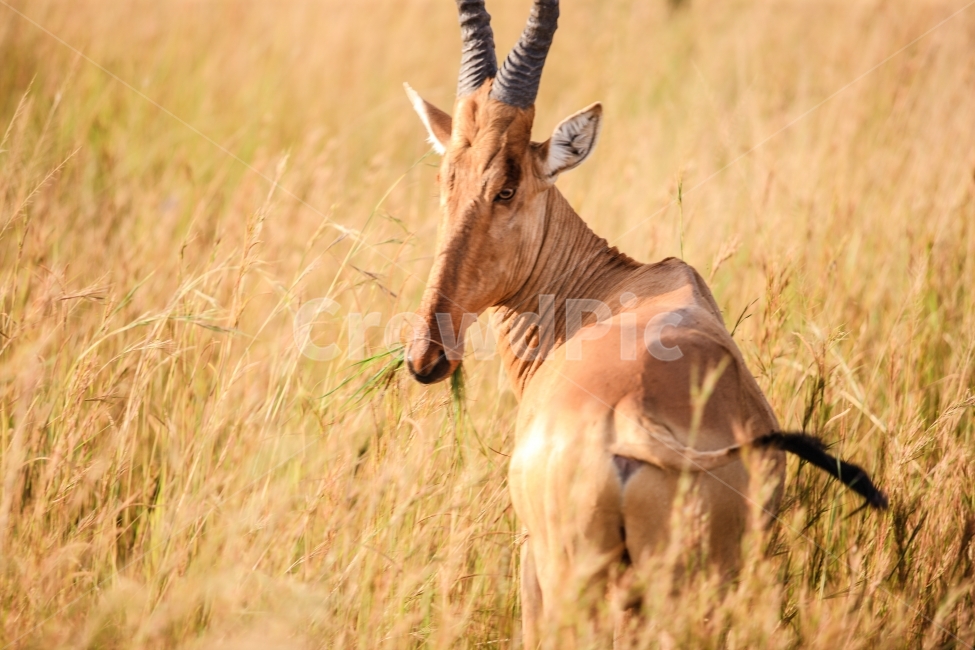 하트브레이크,우간다,아프리카,사파리,여행,동물,animal,포유류,mammal