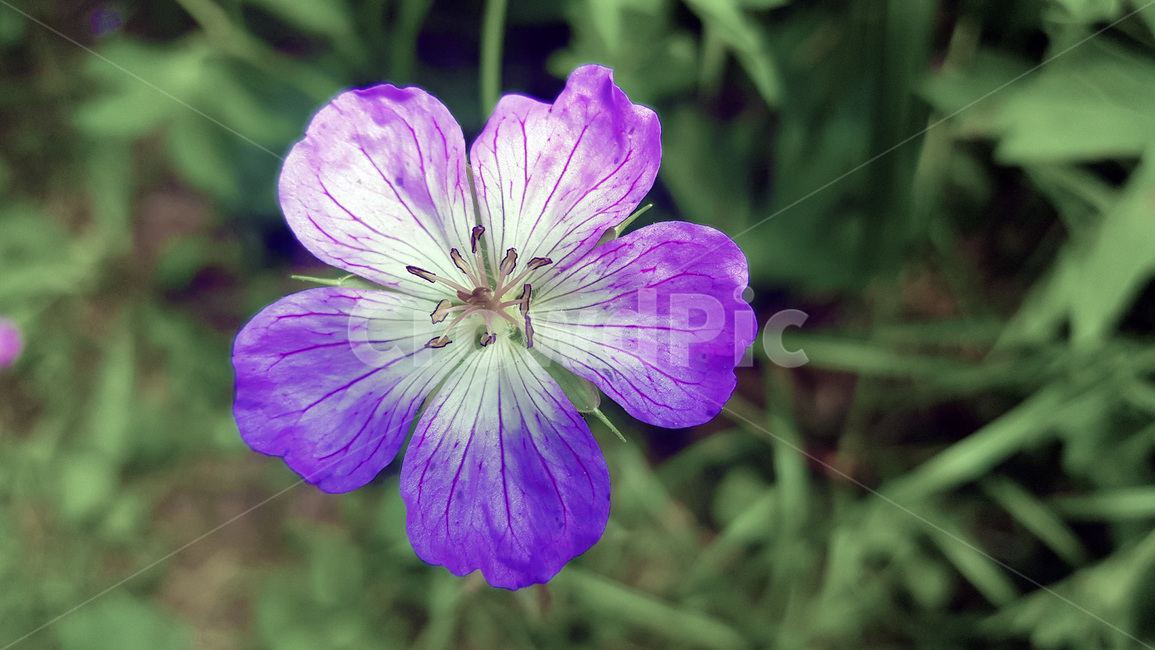 꽃,자연,생물,butterfly,green,식물,풀,보라색꽃,여름,summer,plants