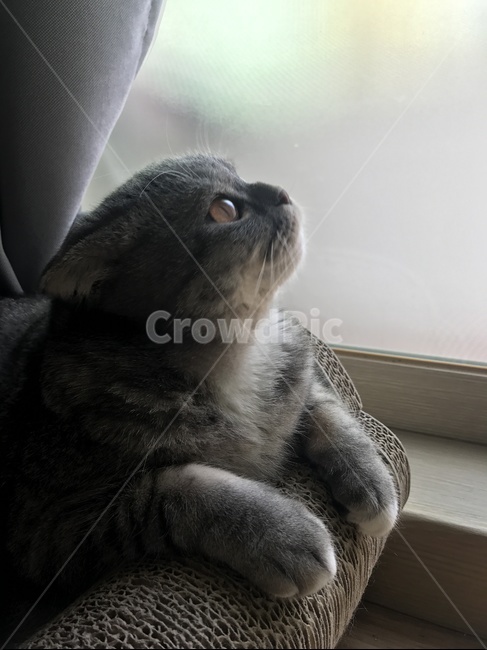 고양이,냥,창문,집순이,통통