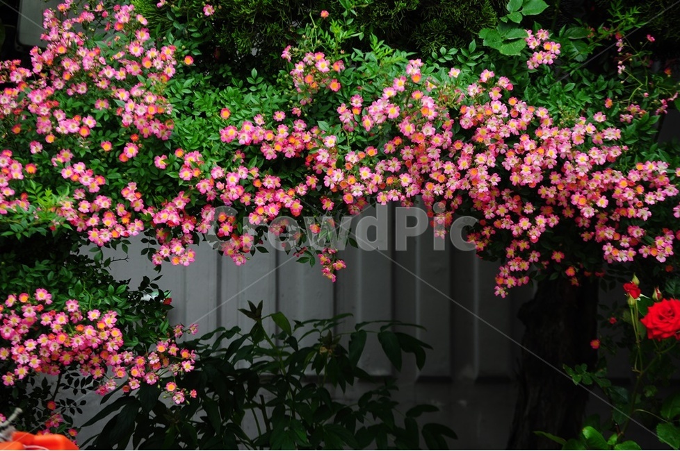 정원장미,넝쿨장미,야생화,찔래꽃,분홍찔래,식물,자연,plants,nature,꽃,flower