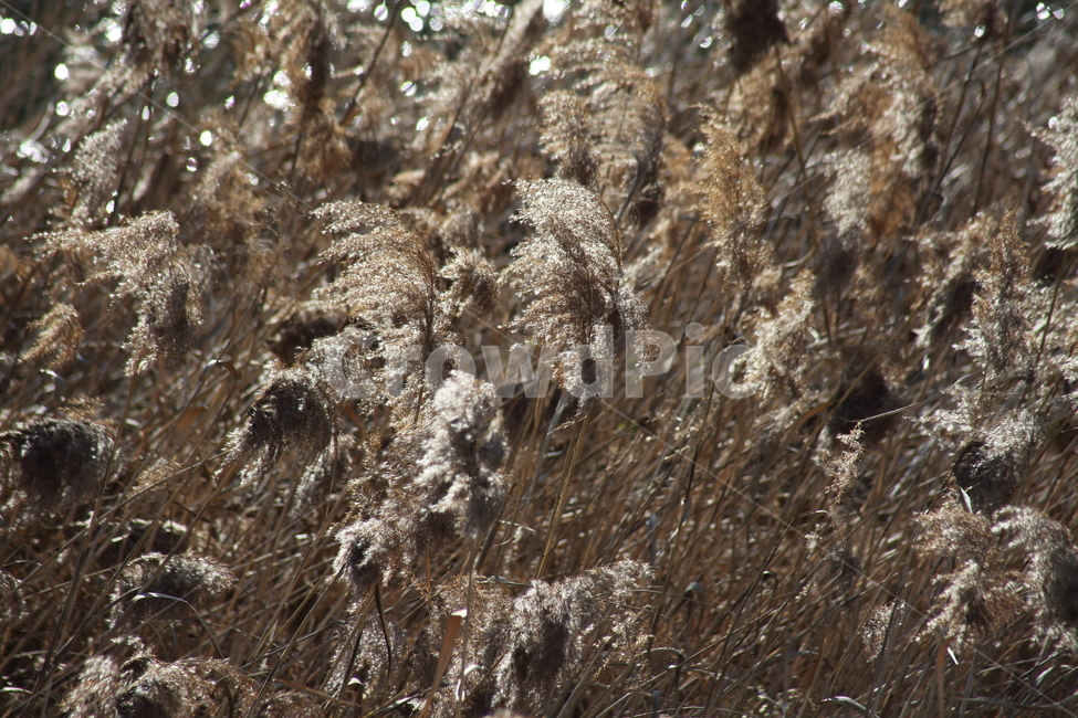 식물,풀,잡초,갈대,commonreed,겨울,가을,계절,fall,autumn,season,식물,자연,plants,nature,plant,grass,잔디,lawn,reed