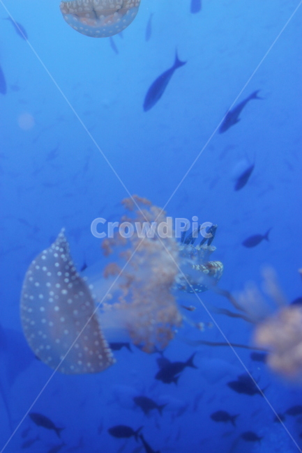 animal,동물,fish,물고기,해파리