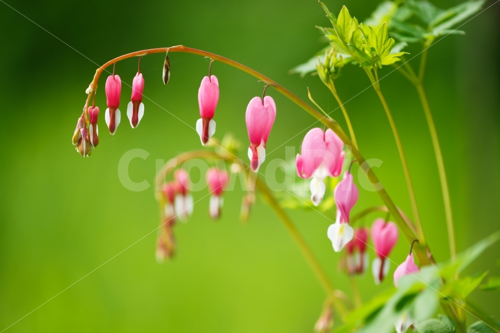 식물,꽃,금낭화,분홍,대비,색감,녹색,식물,자연,plants,nature,꽃,flower