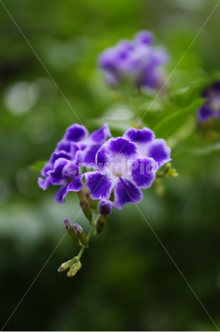꽃,식물,flower,plant,color,식물,자연,plants,nature,꽃,flower