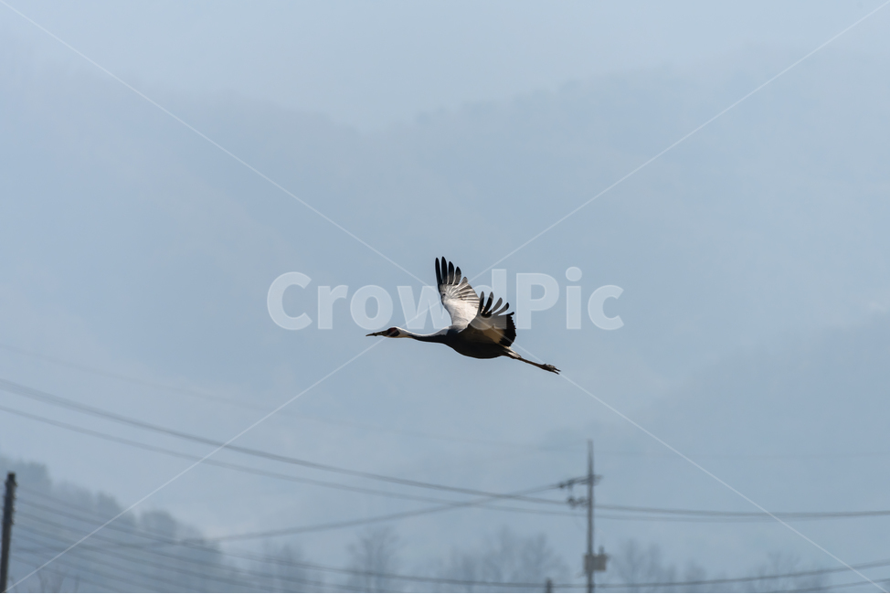 animal,동물,bird,새,ashcrane,재두루미,flying,날다,전봇대,powerpole,전깃줄,powercord,나는,빨강,red,흰색,white,검정,black,안개,fog,동물,animal,조류,새,birds