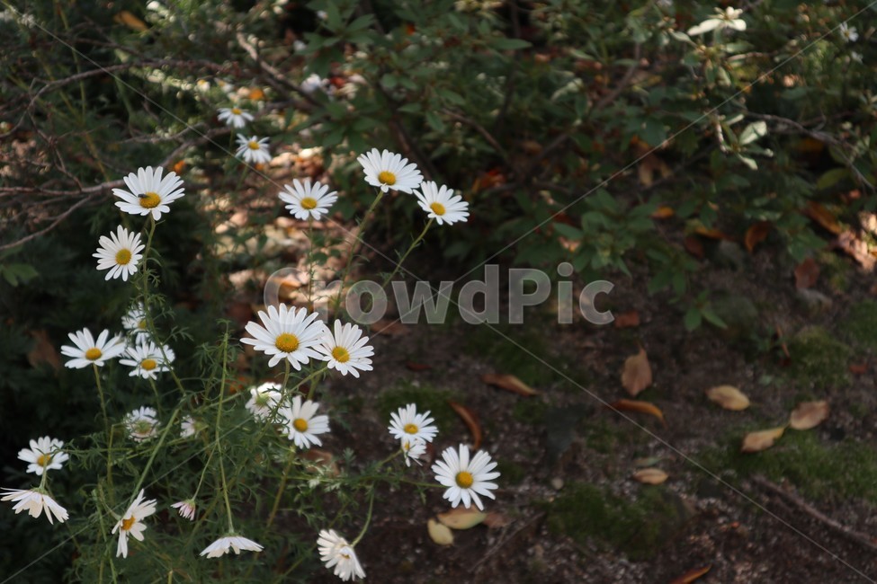 꽃,들꽃,식물,야외,plant,flower,blossom,봄,봄꽃,spring,흰색꽃,흰색,봄이미지,봄꽃들,흰꽃,한국들판,한국산길