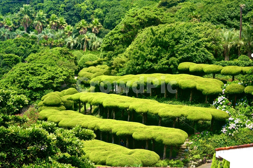 자연,풍경,정원,나무,숲,꽃,풀,녹색,nature,scenery,garden,tree,forest,flower,grass,green,자연,풍경,nature,landscape