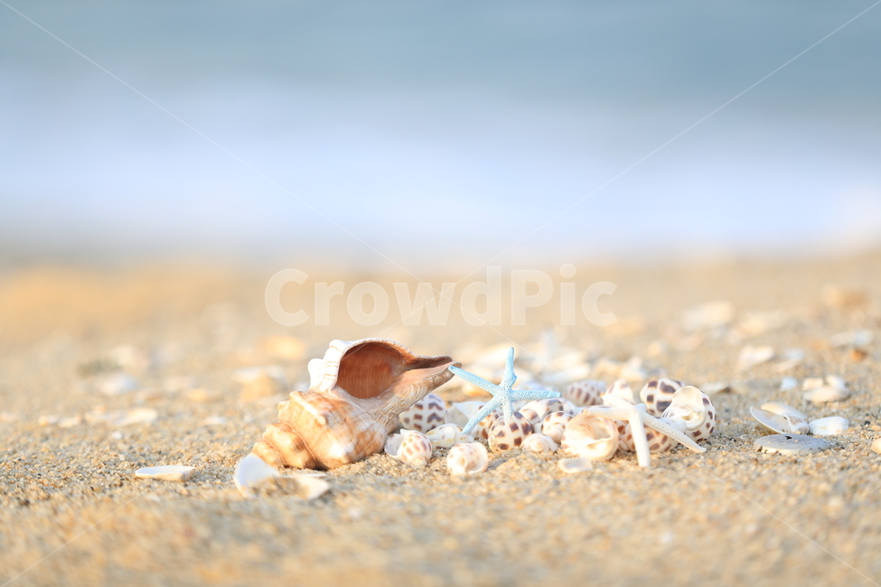 소라,불가사리,백사장,바다,소라의소리,해변,바다,beach,sea,감성,sensible,feeling