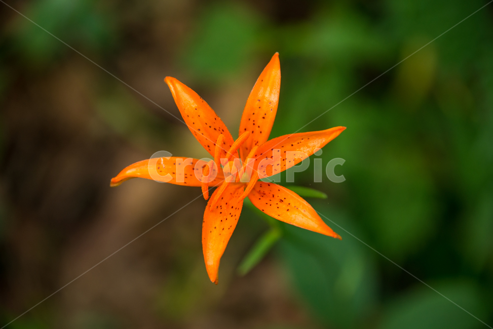 나리,털중나리,야생화,꽃,식물,flower,plants