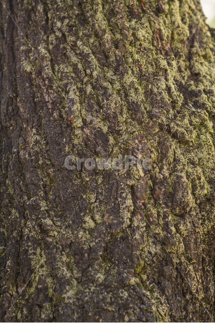 나무,이끼,표면,무늬,tree,Grean,나무,trees,wood,텍스처,질감,패턴,texture,pattern