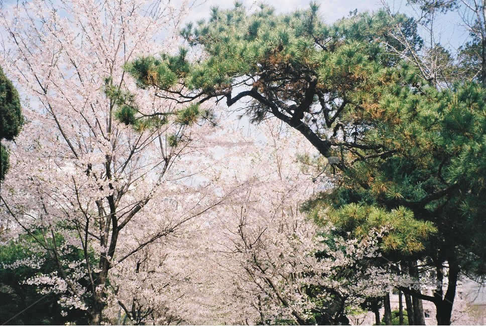plant,식물,blossom,flower,꽃,벚꽃,소나무,조화,자연,나무,필름,필름카메라,봄,늦봄,나무,trees,wood