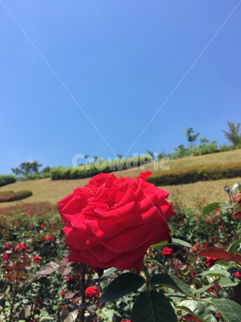 장미,장미축제,푸른하늘,꽃,울산장미축제,울산문수축구장,장미접사,식물,자연,plants,nature,꽃,flower