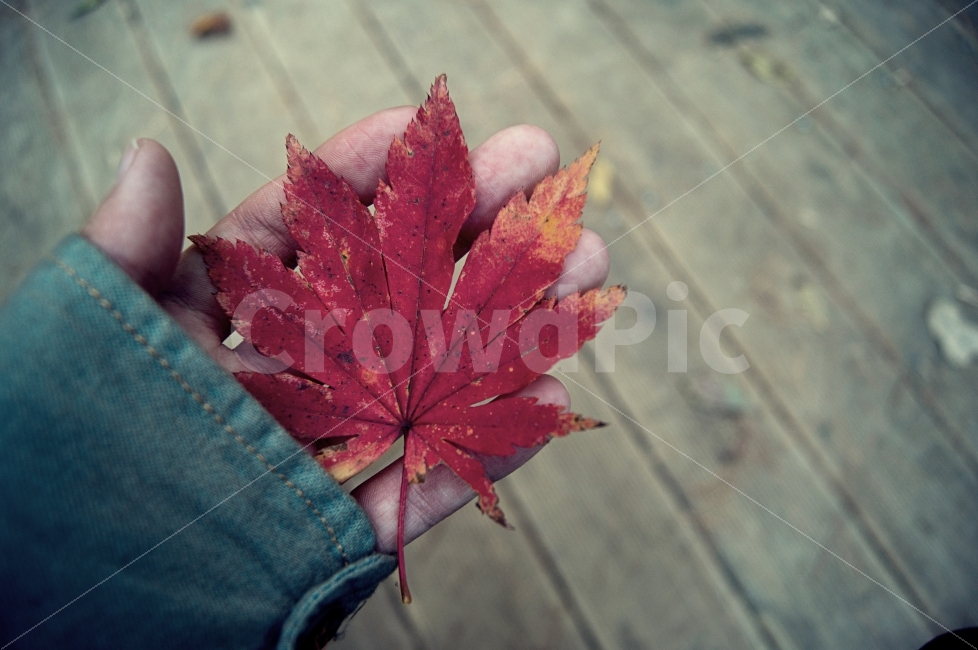가을,단풍,배경화면,감성,분위기,식물,autumn,fall,leaf,warm,emotion,sensitive,plant,가을,계절,fall,autumn,season,식물,자연,plants,nature,사람,인물,인간,human,person,신체일부,몸,body,감성,sensible,feeling,잎,tree,나무