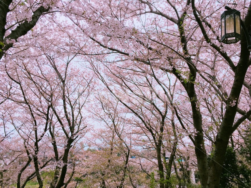 벚꽃,봄,벚꽃엔딩,나무,공원,봄,계절,spring,season,식물,자연,plants,nature,꽃,flower,plant,cherry blossom,blossom