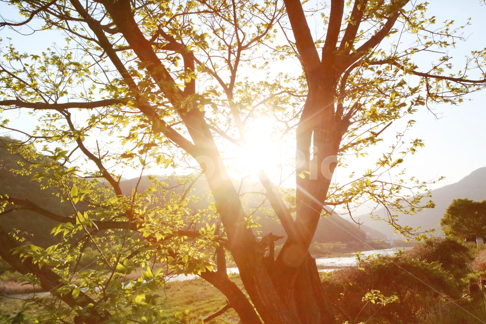 숲,나무,잎,나뭇잎,식물,감성,산,자연,풍경,조용한,햇빛,초록,시골,forest,trees,leaf,emotion,nature,landscape,plants,wood,휴식,힐링,rest,relaxation,healing,식물,자연,plants,nature,나무,trees,wood,휴식,힐링,rest,relaxation,healing
