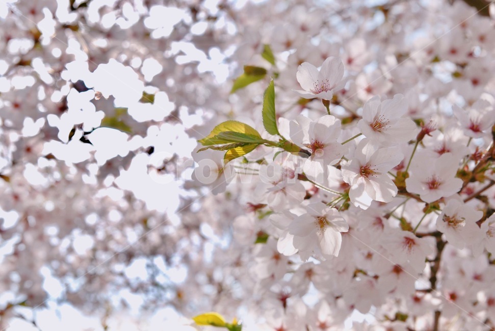 봄,꽃,벚꽃,나무,자연,봄,계절,spring,season,식물,자연,plants,nature,꽃,flower,plant,blossom