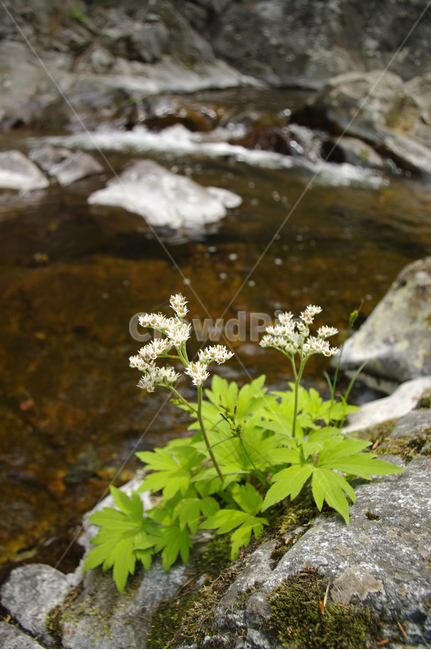 꽃,바위,잎,flower,plant,식물,자연,plants,nature,꽃,flower