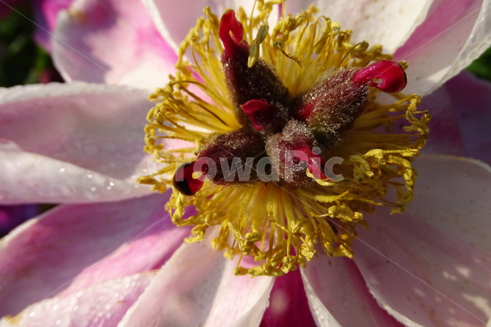 작약,이슬,봄,꽃,함박꽃,식물,자연,plants,nature,꽃,flower