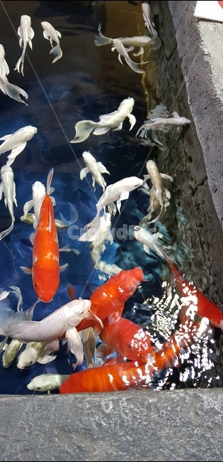 아쿠아리움,비단잉어,물고기,바다생물,잉어,동물,animal,어류,물고기,fish
