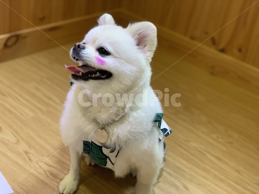 강아지,dog,포메리니안,포메,반려견,개,귀여운강아지,볼터치,강아지볼터치,pomeranian,동물,animal,포유류,mammal,개,강아지,dog,doggy