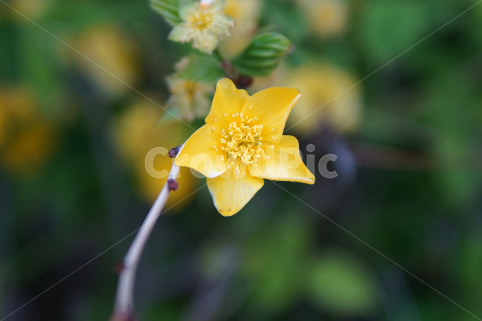 꽃,나무,식물,자연,식물원,공원,flowers,trees,plants,nature,botanicalgardens,parks