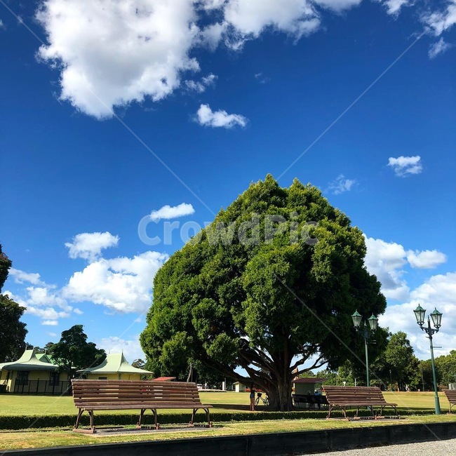 나무,벤치,하늘,구름,맑음,tree,bench,sky,cloud,sunny,newzealand,뉴질랜드,자연,풍경,nature,landscape,grass,잔디,plant,식물