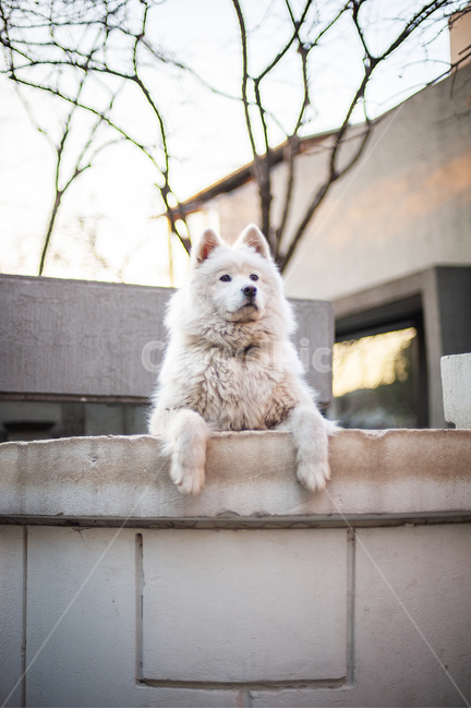 강아지,개,애완견,큰개,하얀개,세상구경,담당,주택,골목,겨울,나무,하얀강아지,마당,dog,bigdog,whitedog,white,big,동물,animal,포유류,mammal,개,강아지,dog,doggy