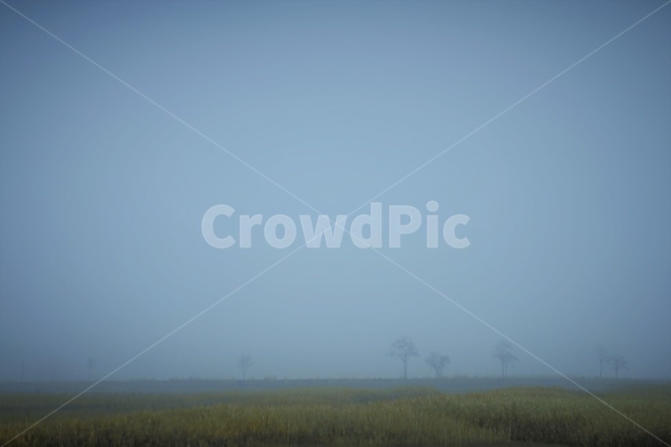 안개,새벽,나무,길,풍경,들,자연,풍경,nature,landscape,weather,날씨,outdoors,옥외