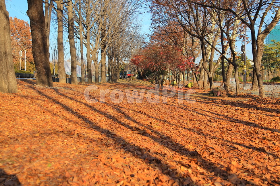 공원,낙옆,가을,배경,자연,그림자,나무,숲,가을,계절,fall,autumn,season,자연,풍경,nature,landscape,ground,바닥,tree,plant,식물,tree trunk,나무 줄기