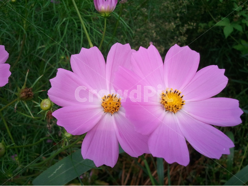 코스모스,극화과,통꽃,가을꽃,분홍색꽃,식물,자연,plants,nature,꽃,flower