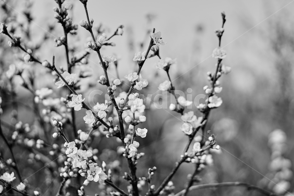 봄,꽃,식물,flower,spring,매화,백매화,plant,wood,나무,자연,nature,흑백,blackandwhite,식물,자연,plants,nature,꽃,flower,흑백,모노톤,monochrome,black and white