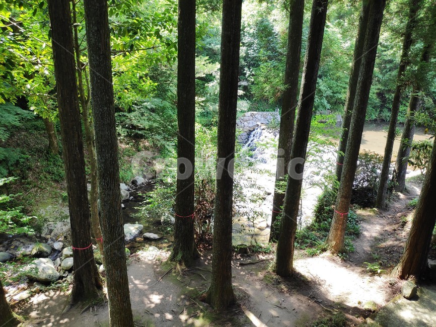 tree,나무,평화로운,숲,forest,자연,풍경,nature,landscape