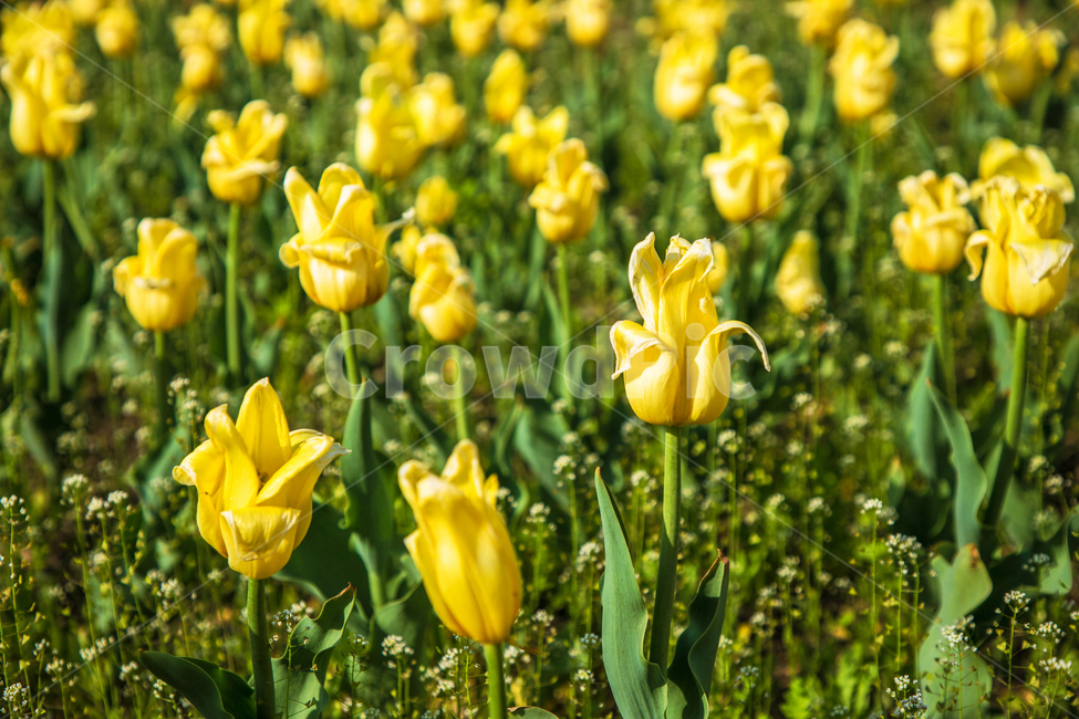 자연,식물,꽃,튤립,lower,아름다운,tulip,식물,자연,plants,nature,꽃,flower