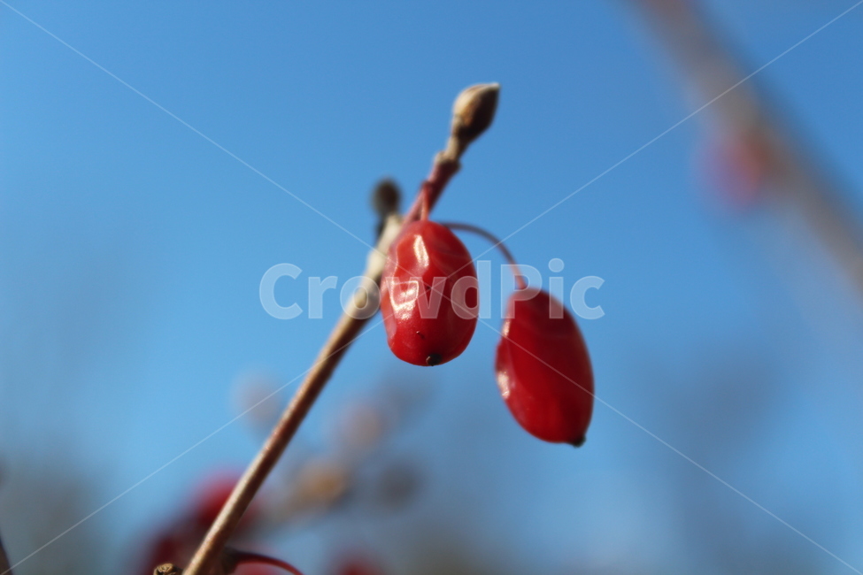 fruit,plant,식물,열매,red