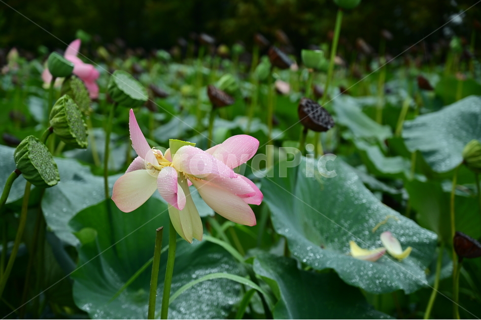 plant,식물,flower,blossom,꽃,연꽃,식물,자연,plants,nature