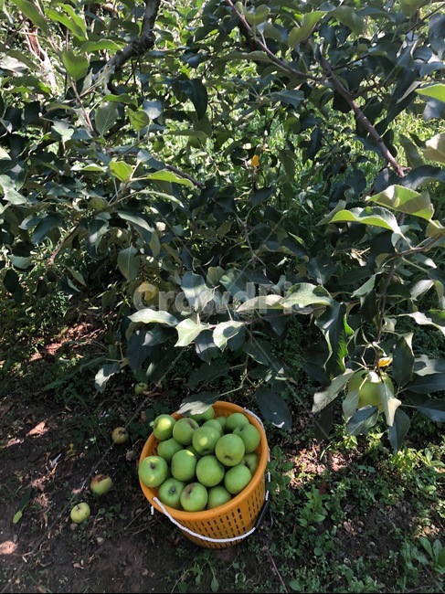 사과,과수원,과일,fruit,apple