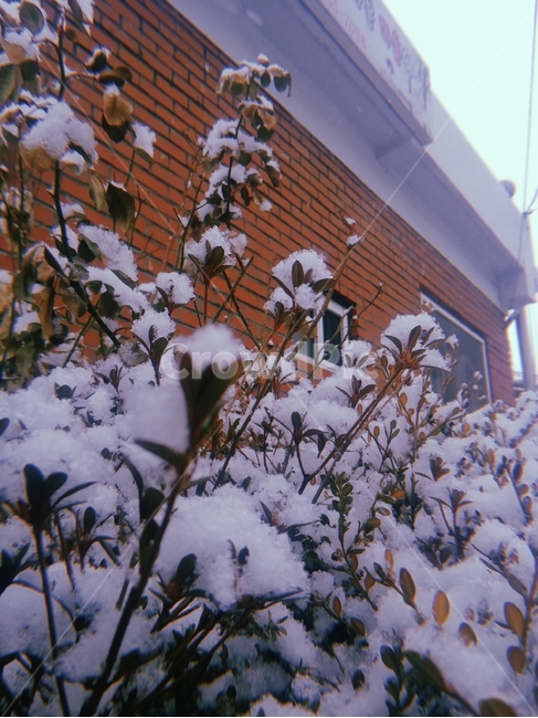 눈꽃,눈,필카,필름사진,눈송이,첫눈,필름