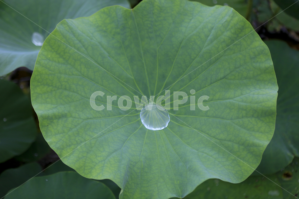 연잎,여름,식물,물방울,잎사귀,식물,자연,plants,nature