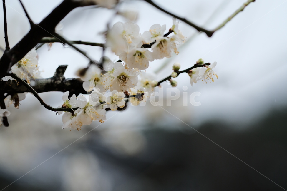 봄,꽃,벚꽃,spring,flower,봄꽃,rainyday,식물,plant,봄,계절,spring,season,blossom