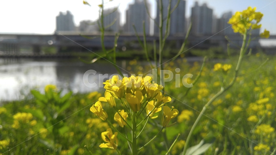 유채꽃,꽃,노랑꽃,노랑색,식물,계절,감성,배경,rapeflower,flower,yellow,flant,season,emotional,background