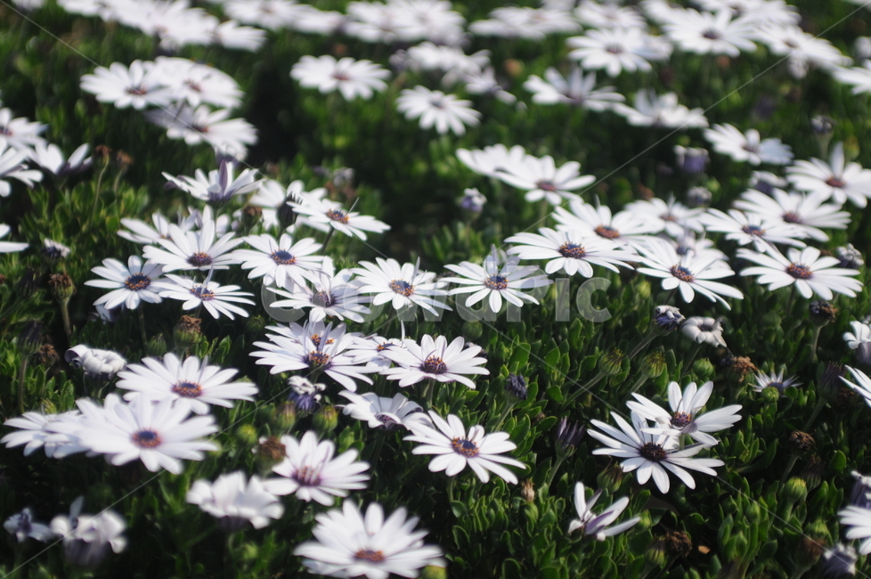 꽃,flower,봄,spring,풍경