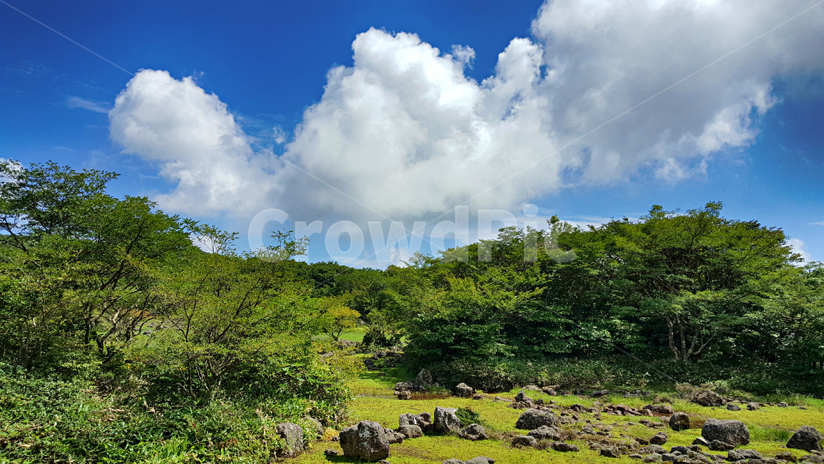 제주,한라산,1100고지,한라산1100고지,산,제주도,자연,nature,outdoors,옥외,자연,풍경,nature,landscape