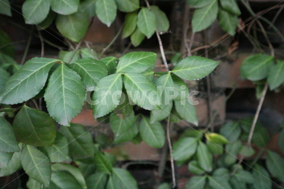 식물,초록,자연,green,나뭇잎,식물,자연,plants,nature