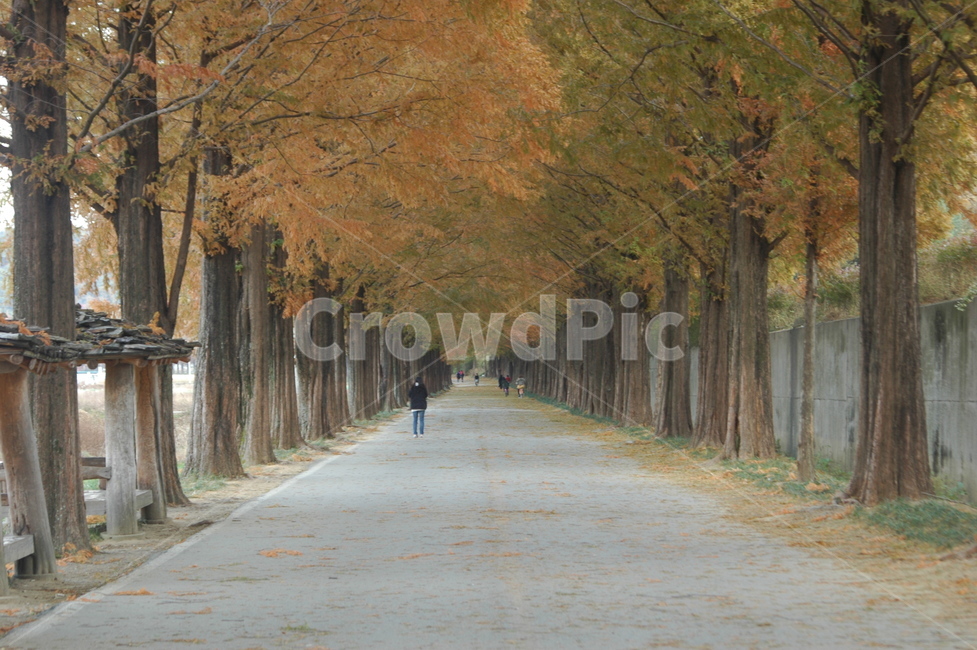 plant,식물,tree,나무,가을,autumn,식물,자연,plants,nature,나무,trees,wood