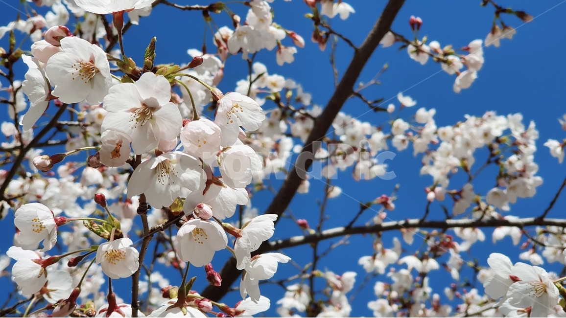 식물,벚꽃,cherryblossom,blossom,flower,꽃,plant,봄,4월