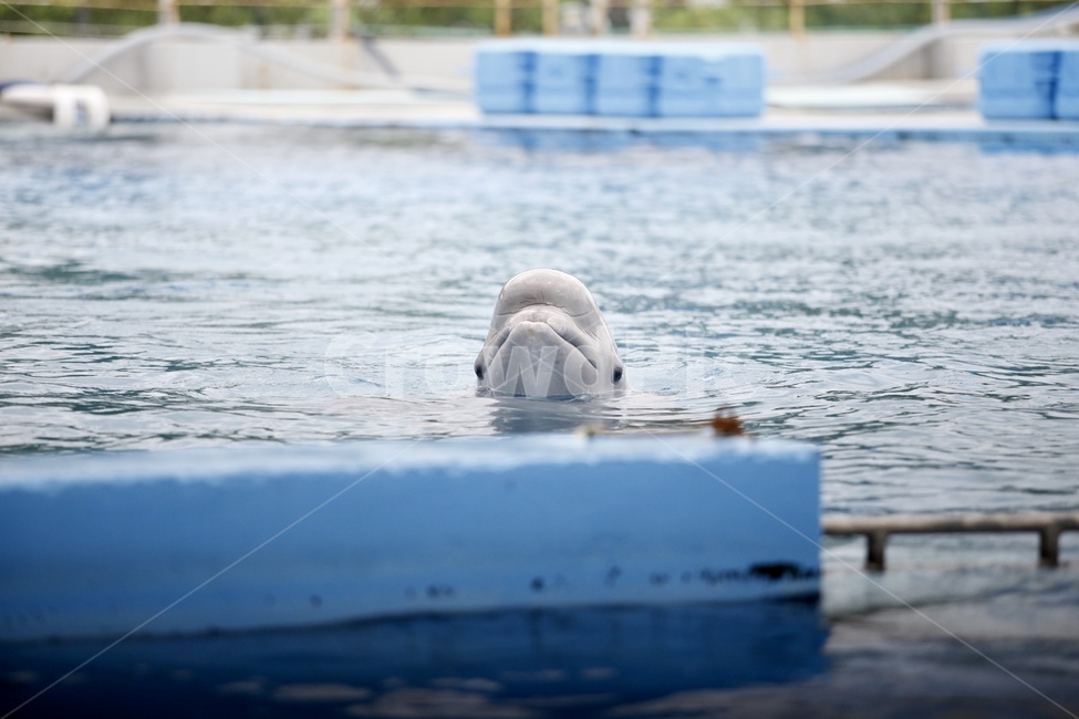 벨루가,흰고래,고래,돌고래,포유류,해양포유류,수족관,아쿠아리움,동물,animal,포유류,mammal